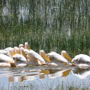 Explore 6 Days Bird watching safari (Masai Mara & the Lakes) for 6 days with African Breeze Safaris and discover unforgettable experiences - Photo 7