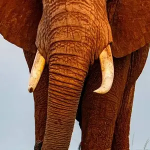 Explore 5 -Day Amboseli- Tsavo West - East -Mombasa drop off for 5 days with African Breeze Safaris and discover unforgettable experiences - Photo 7