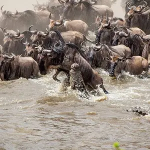 Maasai Mara Wildebeest Migration 2023 - 2024 Safari - 6 days with Africa Venture Safaris - Photo 3 Explore Maasai Mara Wildebeest Migration 2023 - 2024 Safari for 6 days with Africa Venture Safaris and discover unforgettable experiences - Photo 3