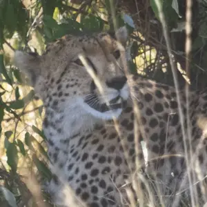 Explore 12 Days Across the Kenya Wilderness Safari for 14 days with Africa Venture Safaris and discover unforgettable experiences - Photo 3