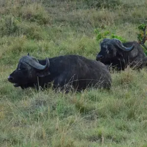 Explore 7 Days Masai Mara, the lakes & Amboseli safari. for 7 days with African Breeze Safaris and discover unforgettable experiences - Photo 7