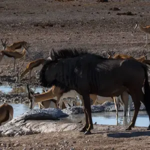 Explore 12 Days Best of Kenya and Tanzania for 12 days with Africa Venture Safaris and discover unforgettable experiences - Photo 4