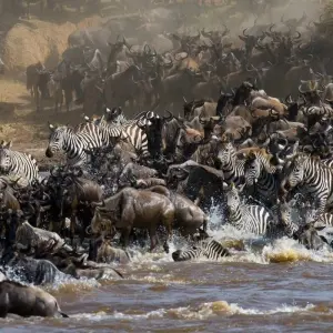Explore 4 Day Masai Mara- Lake Nakuru mid range safari for 4 days with African Breeze Safaris and discover unforgettable experiences - Photo 8