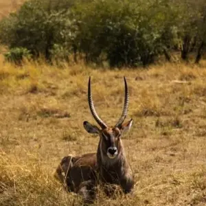 4 Days Amazing Kenya Safari - 4 days with Africa Venture Safaris - Photo 5 Explore 4 Days Amazing Kenya Safari for 4 days with Africa Venture Safaris and discover unforgettable experiences - Photo 5