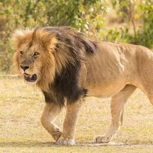 Explore 3 Days Masai Mara wilderbeest Migration watch Tour for 3 days with African Breeze Safaris and discover unforgettable experiences - Photo 11