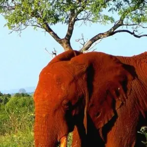 Explore 5 -Day Amboseli- Tsavo West - East -Mombasa drop off for 5 days with African Breeze Safaris and discover unforgettable experiences - Photo 8