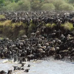Maasai Mara Wildebeest Migration 2023 - 2024 Safari - 6 days with Africa Venture Safaris - Photo 4 Explore Maasai Mara Wildebeest Migration 2023 - 2024 Safari for 6 days with Africa Venture Safaris and discover unforgettable experiences - Photo 4