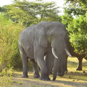 Explore 7 Days Masai Mara, the lakes & Amboseli safari. for 7 days with African Breeze Safaris and discover unforgettable experiences - Photo 8