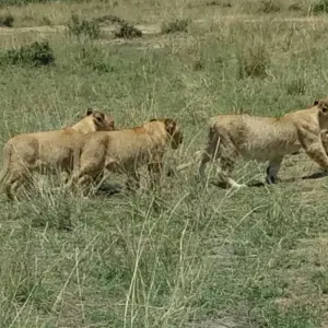 Kenya and Tanzania Overland Safari - 14 Days - 14 days with Africa Venture Safaris - Photo 5 Explore Kenya and Tanzania Overland Safari - 14 Days for 14 days with Africa Venture Safaris and discover unforgettable experiences - Photo 5