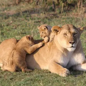 Explore 10 Days Kenya and Tanzania Adventure for 10 days with Africa Venture Safaris and discover unforgettable experiences - Photo 6