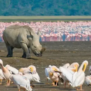 Explore 4 Day Masai Mara- Lake Nakuru mid range safari for 4 days with African Breeze Safaris and discover unforgettable experiences - Photo 9