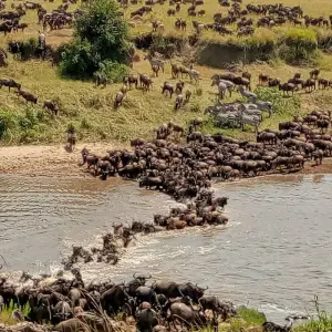 Explore 3 Days fly-in Masai Mara Safari for 3 days with African Breeze Safaris and discover unforgettable experiences - Photo 7