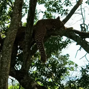 Explore 12 Days Best of Kenya and Tanzania Luxury Lodge Safari for 12 days with Africa Venture Safaris and discover unforgettable experiences - Photo 4