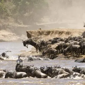 Maasai Mara Wildebeest Migration 2023 - 2024 Safari - 6 days with Africa Venture Safaris - Photo 5 Explore Maasai Mara Wildebeest Migration 2023 - 2024 Safari for 6 days with Africa Venture Safaris and discover unforgettable experiences - Photo 5