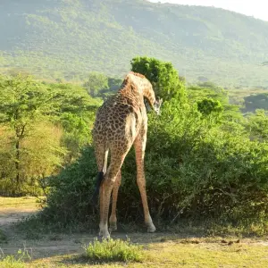 Explore 7 Days Masai Mara, the lakes & Amboseli safari. for 7 days with African Breeze Safaris and discover unforgettable experiences - Photo 9