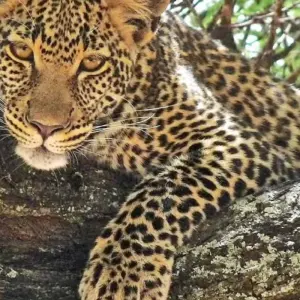 Explore Discover Tarangire National Park in 1-day for 1 days with Africa Natural Tours and discover unforgettable experiences - Photo 2