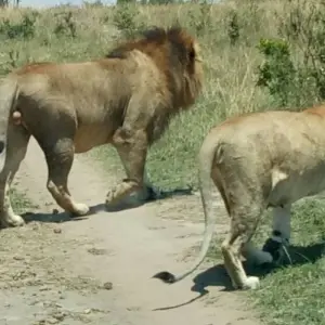Kenya and Tanzania Overland Safari - 14 Days - 14 days with Africa Venture Safaris - Photo 6 Explore Kenya and Tanzania Overland Safari - 14 Days for 14 days with Africa Venture Safaris and discover unforgettable experiences - Photo 6