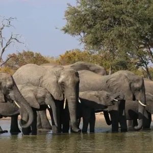 Explore 4 Day Masai Mara- Lake Nakuru mid range safari for 4 days with African Breeze Safaris and discover unforgettable experiences - Photo 10