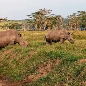 Explore 12 Days Best of Kenya and Tanzania Luxury Lodge Safari for 12 days with Africa Venture Safaris and discover unforgettable experiences - Photo 5