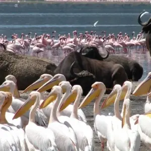 Explore 12 Days Across the Kenya Wilderness Safari for 14 days with Africa Venture Safaris and discover unforgettable experiences - Photo 6