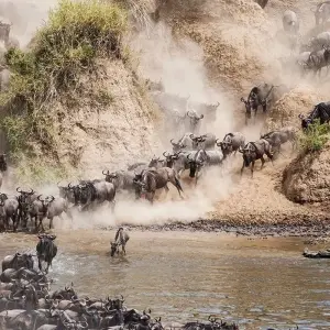 Maasai Mara Wildebeest Migration 2023 - 2024 Safari - 6 days with Africa Venture Safaris - Photo 6 Explore Maasai Mara Wildebeest Migration 2023 - 2024 Safari for 6 days with Africa Venture Safaris and discover unforgettable experiences - Photo 6
