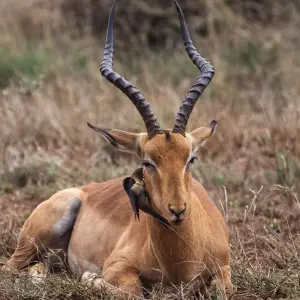 Explore 12 Days Best of Kenya and Tanzania for 12 days with Africa Venture Safaris and discover unforgettable experiences - Photo 7