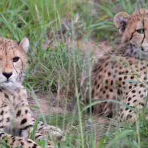 Explore Kenya Tanzania and Zanzibar Safari + Beach for 10 days with Africa Venture Safaris and discover unforgettable experiences - Photo 6