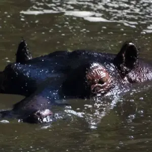 Kenya and Tanzania Overland Safari - 14 Days - 14 days with Africa Venture Safaris - Photo 7 Explore Kenya and Tanzania Overland Safari - 14 Days for 14 days with Africa Venture Safaris and discover unforgettable experiences - Photo 7