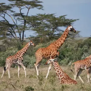 Explore 4 Day Masai Mara- Lake Nakuru mid range safari for 4 days with African Breeze Safaris and discover unforgettable experiences - Photo 11