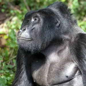 Explore 9 Days Best of Kenya and Uganda Gorilla Safari for 9 days with Africa Venture Safaris and discover unforgettable experiences - Photo 5