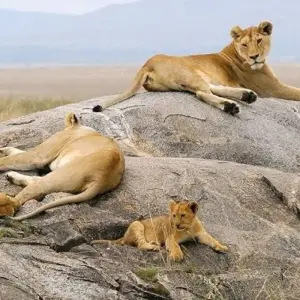 Explore 12 Days Across the Kenya Wilderness Safari for 14 days with Africa Venture Safaris and discover unforgettable experiences - Photo 7