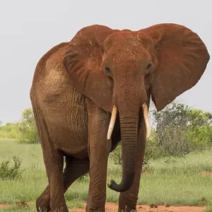 4 Days Amazing Kenya Safari - 4 days with Africa Venture Safaris - Photo 8 Explore 4 Days Amazing Kenya Safari for 4 days with Africa Venture Safaris and discover unforgettable experiences - Photo 8