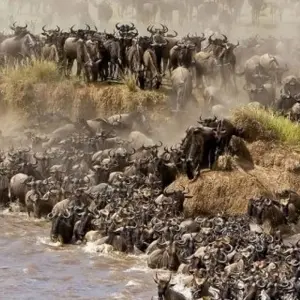 Maasai Mara Wildebeest Migration 2023 - 2024 Safari - 6 days with Africa Venture Safaris - Photo 7 Explore Maasai Mara Wildebeest Migration 2023 - 2024 Safari for 6 days with Africa Venture Safaris and discover unforgettable experiences - Photo 7