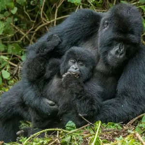 Explore 9 Days Best of Kenya and Uganda Gorilla Safari for 9 days with Africa Venture Safaris and discover unforgettable experiences - Photo 6