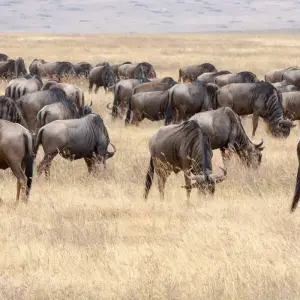 Explore 12 Days Best of Kenya and Tanzania Luxury Lodge Safari for 12 days with Africa Venture Safaris and discover unforgettable experiences - Photo 7