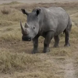 Explore Kenya Tanzania and Zanzibar Safari + Beach for 10 days with Africa Venture Safaris and discover unforgettable experiences - Photo 8