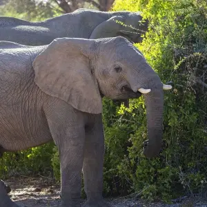 Explore 12 Days Best of Kenya and Tanzania for 12 days with Africa Venture Safaris and discover unforgettable experiences - Photo 9