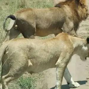 Explore 9 Days Best of Kenya and Uganda Gorilla Safari for 9 days with Africa Venture Safaris and discover unforgettable experiences - Photo 7