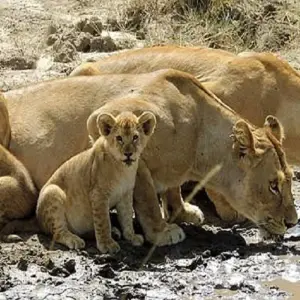 Explore The Perfect Itinerary First Time 2 Days in Tanzania - Tarangire and Ngorongoro crater with Reasonable Price. for 2 days with Africa Natural Tours and discover unforgettable experiences - Photo 4