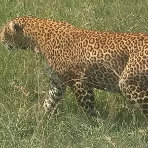 Explore 9 Days Best of Kenya and Uganda Gorilla Safari for 9 days with Africa Venture Safaris and discover unforgettable experiences - Photo 8