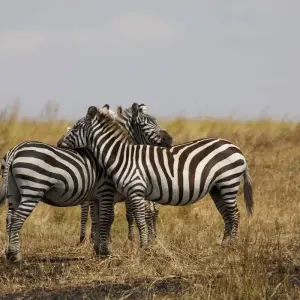 Explore 12 Days Best of Kenya and Tanzania Luxury Lodge Safari for 12 days with Africa Venture Safaris and discover unforgettable experiences - Photo 9