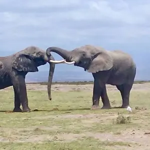 Kenya and Tanzania Overland Safari - 14 Days - 14 days with Africa Venture Safaris - Photo 11 Explore Kenya and Tanzania Overland Safari - 14 Days for 14 days with Africa Venture Safaris and discover unforgettable experiences - Photo 11