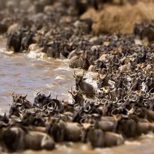 Maasai Mara Wildebeest Migration 2023 - 2024 Safari - 6 days with Africa Venture Safaris - Photo 10 Explore Maasai Mara Wildebeest Migration 2023 - 2024 Safari for 6 days with Africa Venture Safaris and discover unforgettable experiences - Photo 10