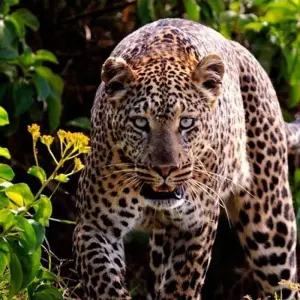 Magic of Kenya Safari Tour - 7 Days - 7 days with Africa Venture Safaris - Photo 11 Explore Magic of Kenya Safari Tour - 7 Days for 7 days with Africa Venture Safaris and discover unforgettable experiences - Photo 11