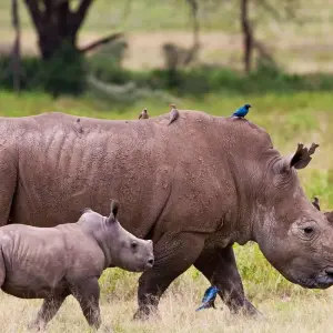 Explore 7 Days Kenya Top Notch Luxury Safari for 7 days with Africa Venture Safaris and discover unforgettable experiences - Photo 8