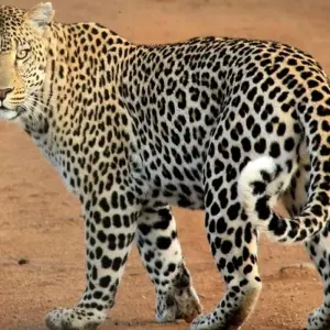 Explore 9 Days Best of Kenya and Uganda Gorilla Safari for 9 days with Africa Venture Safaris and discover unforgettable experiences - Photo 10