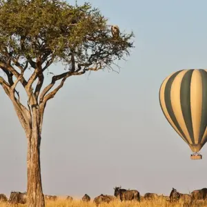 Explore 7 Days Kenya Top Notch Luxury Safari for 7 days with Africa Venture Safaris and discover unforgettable experiences - Photo 9