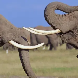 Explore 7 Days Kenya Top Notch Luxury Safari for 7 days with Africa Venture Safaris and discover unforgettable experiences - Photo 10