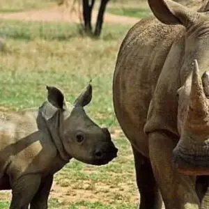 Explore 9 Days Best of Kenya and Uganda Gorilla Safari for 9 days with Africa Venture Safaris and discover unforgettable experiences - Photo 11