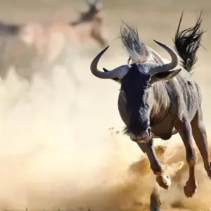 Explore 7 Days Kenya Top Notch Luxury Safari for 7 days with Africa Venture Safaris and discover unforgettable experiences - Photo 11